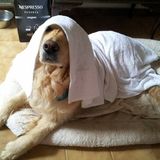 Pfff ! Z'aime pô la pluie !