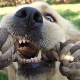 Geapsy