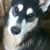 Hapache