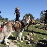 Cani-randonnée organisée par le club Randocabo!!