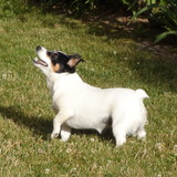 les Jack Russell 