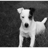 César