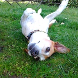 ♫  Lilly  ♫
