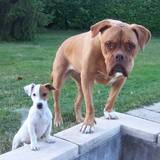 Cannelle et gipsy