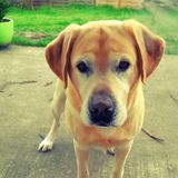 benji