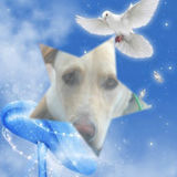 La TEAM Des MONTAGES