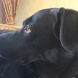 Coucou