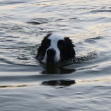 Landseer