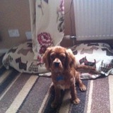 Alfie
