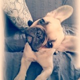 Gipsy