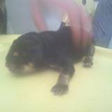 zaken ( bellasskiiiparaiiiit asskiiiparaiiit ) mon beybou ( le miracle de ma vie )