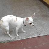 Blanca