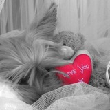Hollie