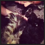 Moment calin avec maman 