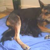 maya et ses chiot