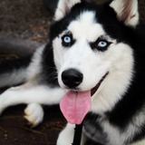 Maya 