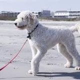 goldendoodle  lindos