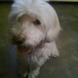 scooby