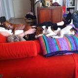 Sieste