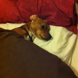 J ai piqué la place dans le lit .. Waf waf