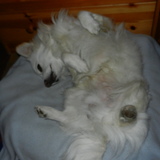 Maintenant Dodo!!