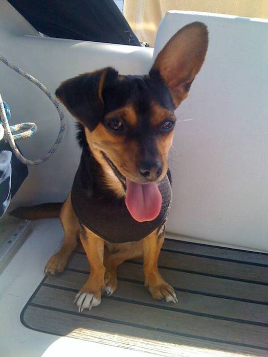 Photo Dog (Prague Ratter) of paris Pet photos, dogs, cats, rodents