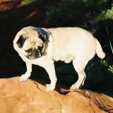 VINNY THE PUG's  