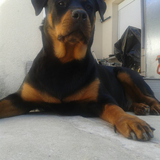 NINA