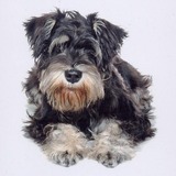 Alfie