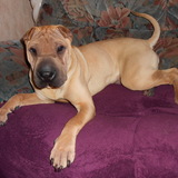 Modjo