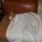 lisek