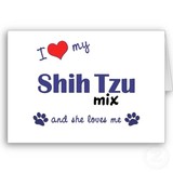 team shih tzu