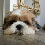 Filou