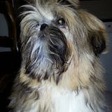 Hooper