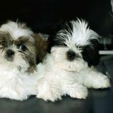 Polskie pieski/ Poland dogs