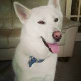 Wolfie