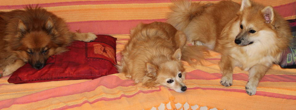 Pirate & Hatchi