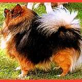 BOY..ou Pom Pom Boy