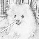 les spitz