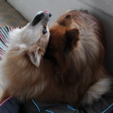 PIRATE & HATCHI