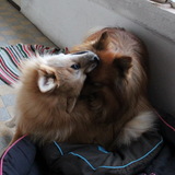 PIRATE & HATCHI