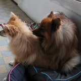 PIRATE & HATCHI