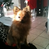 Lola