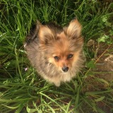 Ilko 