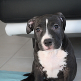 American Staffordshire bull terrier 