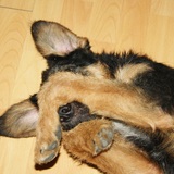 Fulgor