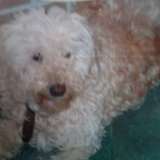 Milou