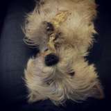 Pepito