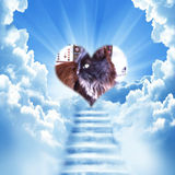 hommage a berlioz qui est parti au ciel ce soir, c'était le coloc a crumble, kiss et kookie's, merci de les soutenirs.