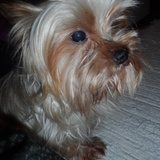 Snoopy Rodrigues